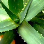 Wycofanie Aloesu z suplementów diety! Powoduje raka?
