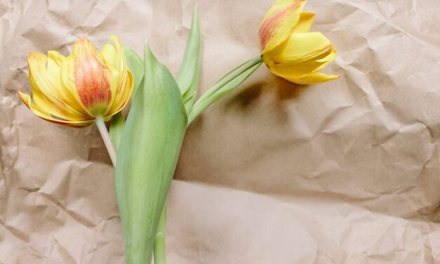 Jak Zrobić Bukiet z Tulipanów? Instrukcja Krok po Kroku!