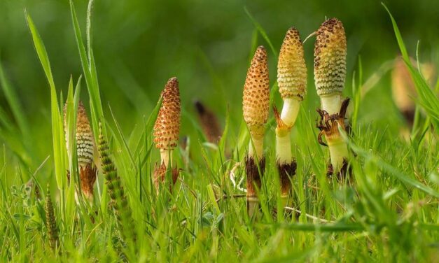 Jak Suszyć Skrzyp Polny? Poradnik!