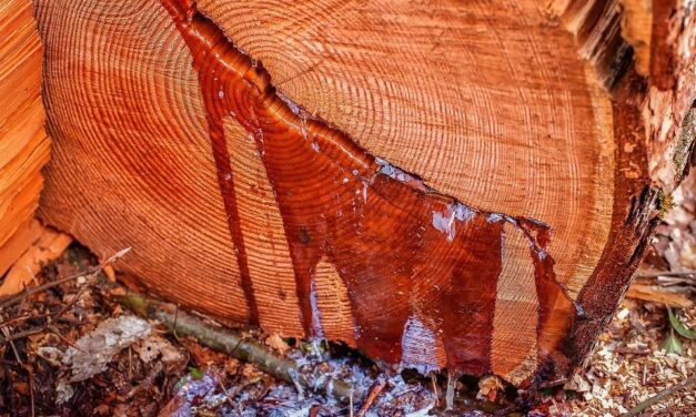 Jak Zmyć Żywicę Z Rąk (+ Sposoby Na Plamy Z Żywicy)