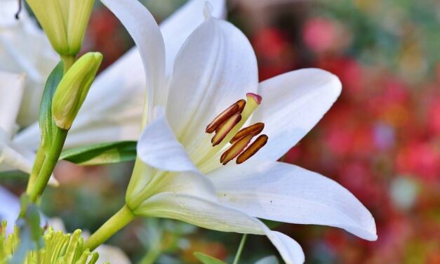 Bukiet Dla Księdza – Jakie Kwiaty Wybrać na Rożne Okazje?