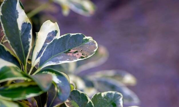 Płyn do Naczyń Na Ćmę Bukszpanową – Odkryj Zapomniany Sposób