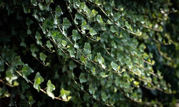 Jak Uratować Uschnięty Bluszcz? (Sprawdź ABC Ogrodnika)