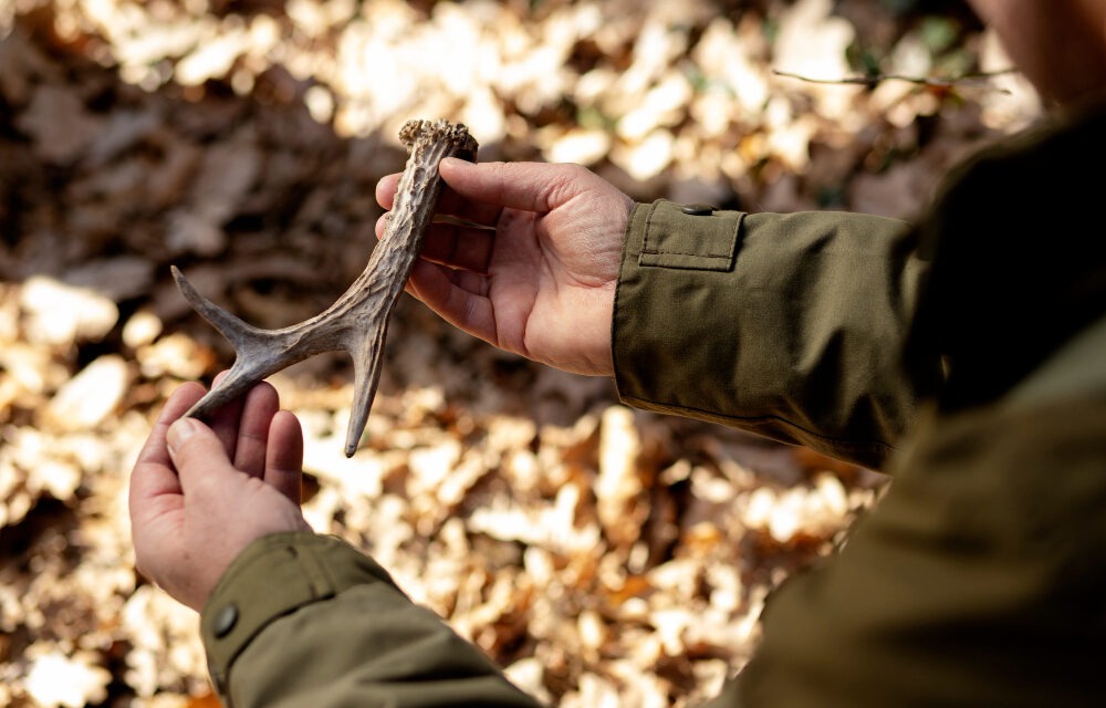 Jak Zostać Myśliwym W Polsce: ABC Legalnego Polowania