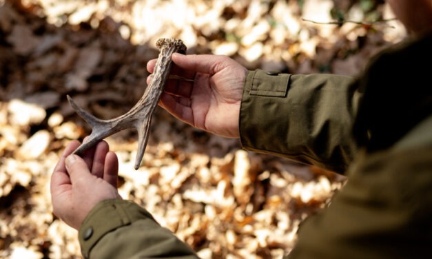 Jak Zostać Myśliwym W Polsce: ABC Legalnego Polowania